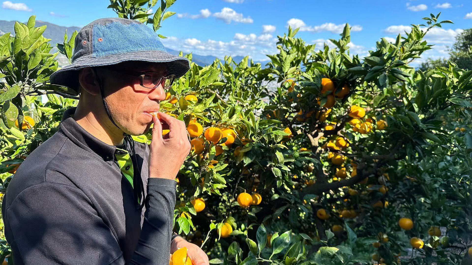 熟成　有田みかん 3kg（約30個）