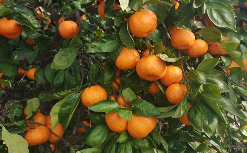 有田みかん 早生みかん 秀品または優品 約5kg S～2Lサイズ混合 としみ農園