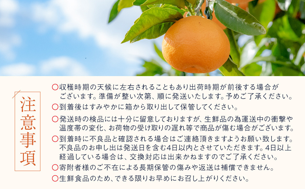 訳あり せとか 4.5kg M～2Lサイズおまかせ 高石垣ファーム