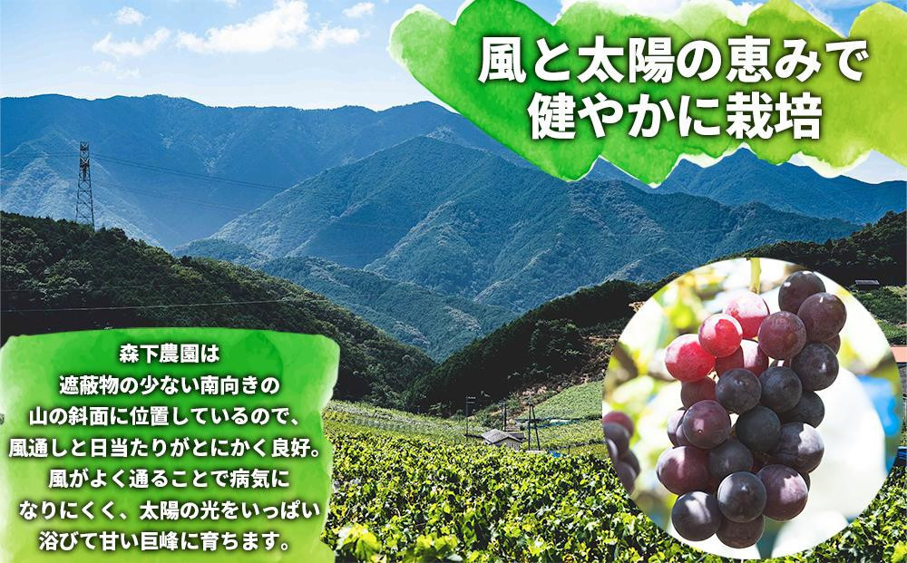数量限定 訳あり 不揃い 有田産 巨峰 約 2kg 有田 巨峰村 森下農園 ぶどう 送料無料 フルーツ