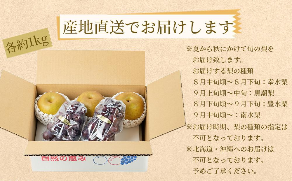 農家直送 和歌山有田の朝採り 巨峰 と 梨 大人気セット［2026年・先行予約］