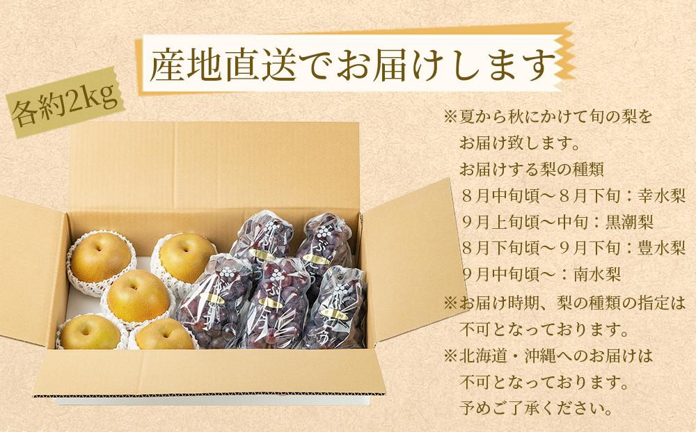 農家直送 和歌山有田の朝採り 巨峰 と 梨 大満足セット［2026年・先行予約］