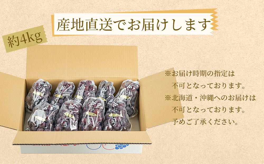 ぶどうの王様 農家直送 朝採り 巨峰 約4kg［2026年・先行予約］