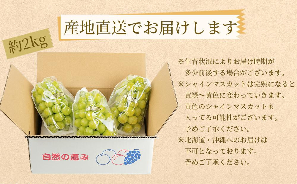 農家直送 朝採り シャインマスカット  約2kg［2026年・先行予約］