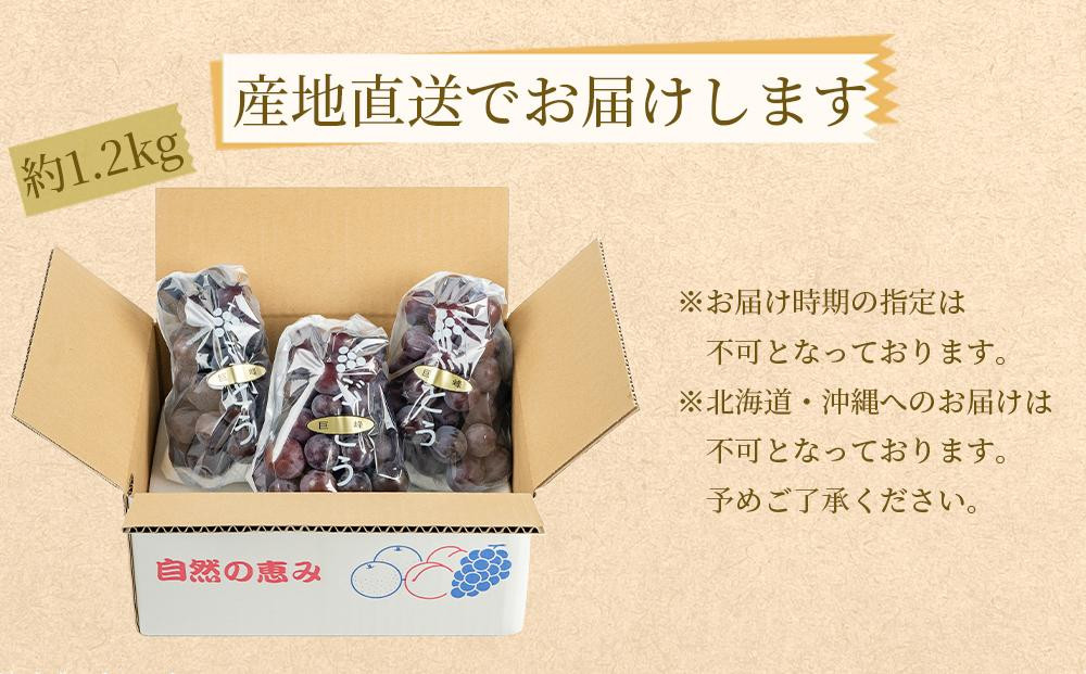 ぶどうの王様 農家直送 朝採り 巨峰 約1.2kg［2026年・先行予約］