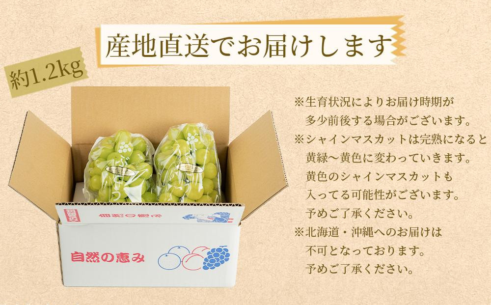 農家直送 朝採り シャインマスカット 約1.2kg  ［2026年・先行予約］