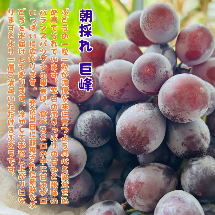 農家直送 3色ぶどう詰め合わせ贅沢セット 約3kg入り ［2026年・先行予約］