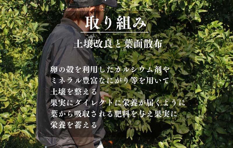 不知火 古豪の産地 田口の不知火 11玉木箱入 特選品 産地直送 贈答用 数量限定［みかんの会］