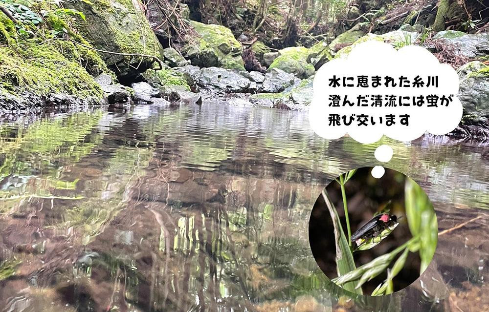 お米 5kg 思いを繋ぐ糸川のお米 結意米 【ゆいまい】和歌山県産 【みかんの会】