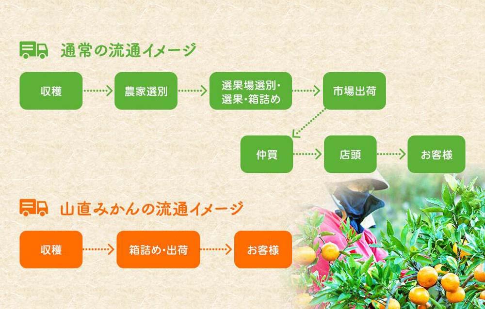 みかん 極早生 山から直送 箱込 2.5kg (内容量約 2.3kg) 採れたてそのままごろごろ規格 有田みかん 和歌山県産 【みかんの会】