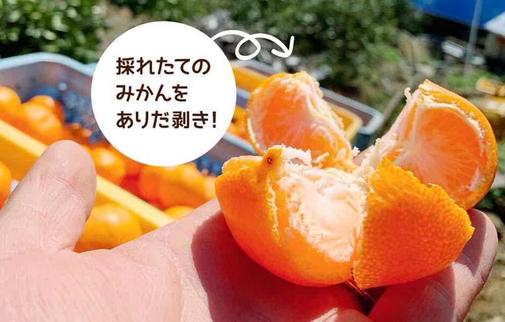 みかん Ｍサイズ 秀品 箱込 5kg (内容量約 4.4kg) 有田みかん 和歌山県産 産地直送 贈答用 ［2025年11月中旬より2026年1月中旬頃順次出荷予定］［みかんの会］