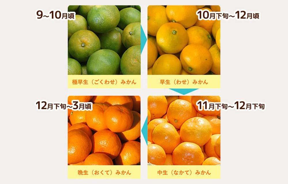 小玉みかん 極早生 箱込 5kg (内容量約 4.4kg) 3S～Sサイズ混合 秀品 優品 混合 有田みかん 和歌山県産 【みかんの会】［2026年10月上旬頃より順次発送予定］