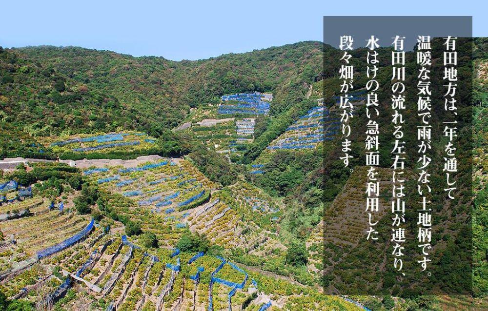 不知火 とにかく 小玉 箱込 7.5kg(内容量約 6.8kg) 秀優品混合 和歌山県産 産地直送［みかんの会］