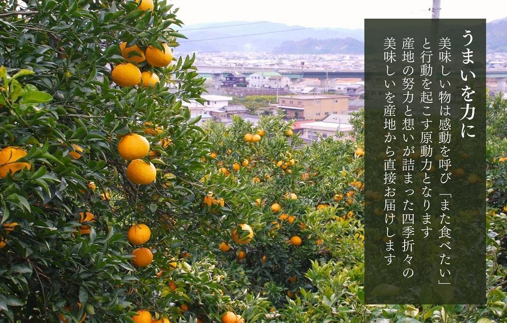 甘夏 玉ぞろい 箱込 2.5kg ( 内容量約 2.3kg ) 秀品 優品 混合 2L  L M サイズのいずれか 和歌山県 産地直送 ［皮むき器付き］ ［みかんの会］