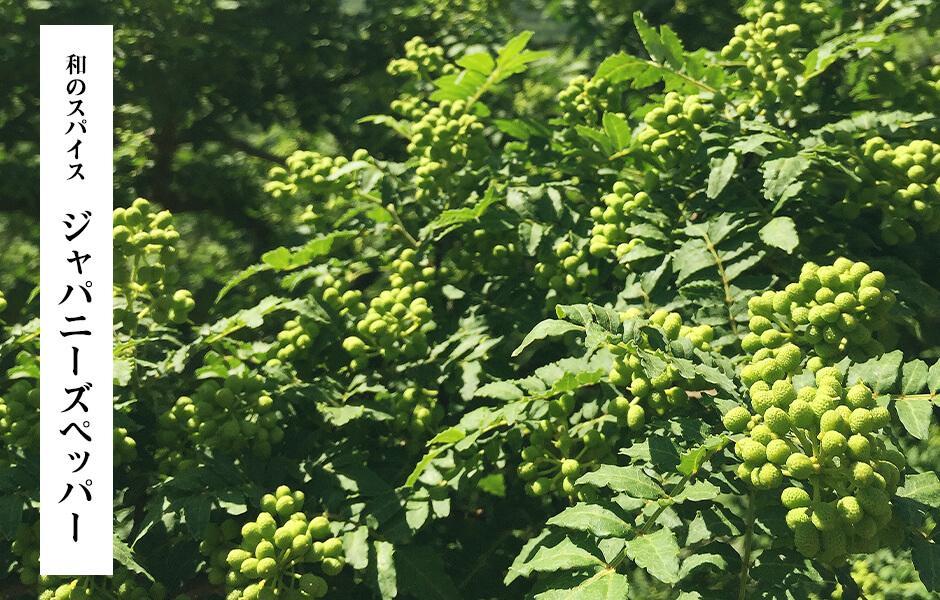 【６月下旬出荷予定】冷凍山椒 凍ってんじゃ ぶどう山椒 500g ( 100g × 5袋 ) 和歌山県産 【みかんの会】