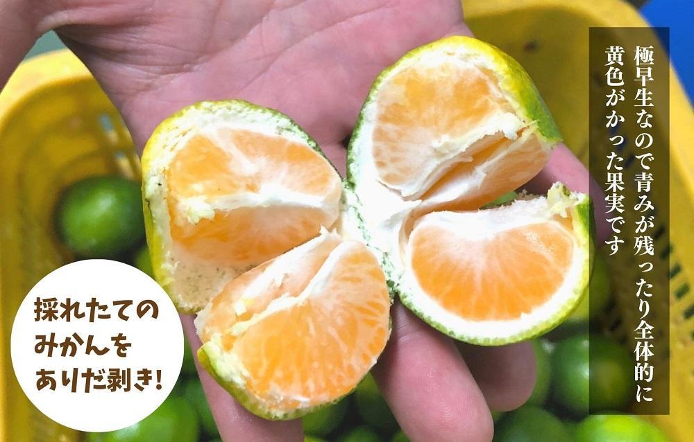 みかん 極早生 箱込 2.5kg (内容量約 2.3kg) S/M/Lサイズのいずれか 秀品 優品 混合 有田みかん 和歌山県産 【みかんの会】［2026年10月上旬頃より順次発送予定］