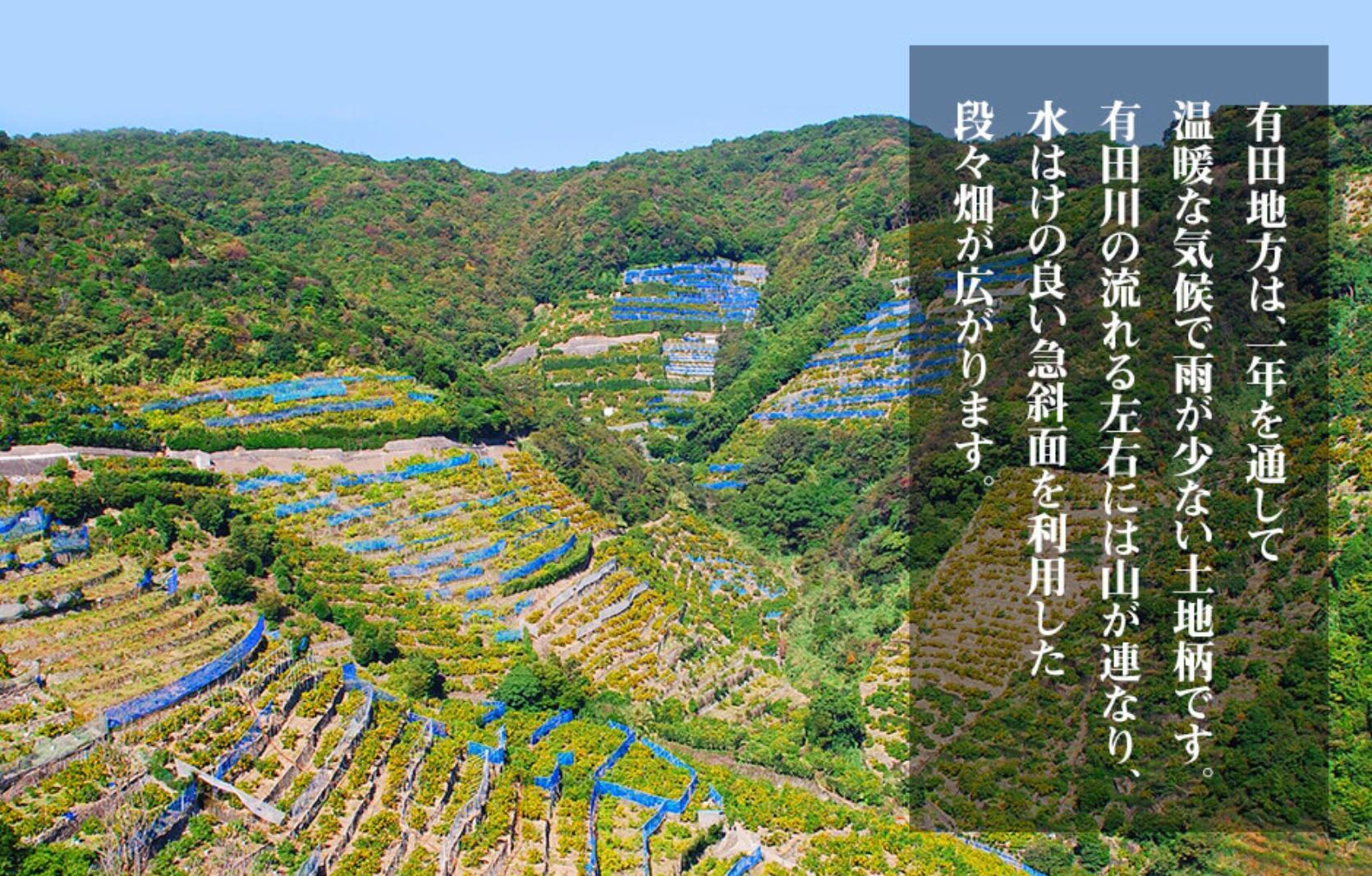 不知火 大玉 どっこいしょ 箱込 10kg (内容量約 9.2kg) 秀優混合 和歌山県産［みかんの会］