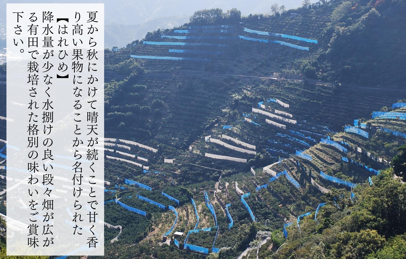 はれひめ みかん 箱込 2.5kg（内容量約 2.3kg） 秀品 優品 混合 サイズミックス 和歌山県産 産地直送【みかんの会】