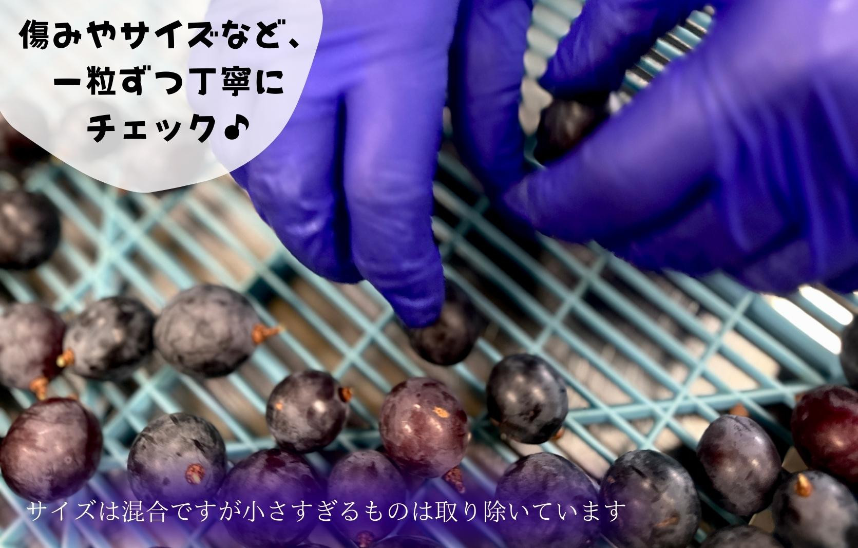 冷凍 種あり 巨峰 約1kg 秀優混合 サイズミックス 和歌山県産 産地直送 ぶどう クール便  【みかんの会】