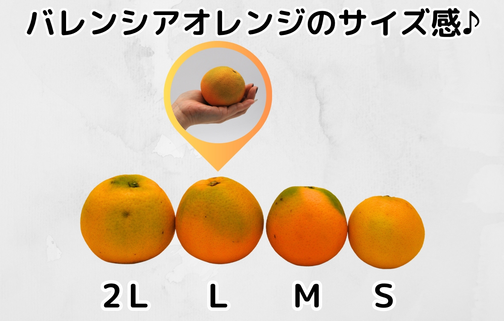 【お中元】 バレンシアオレンジ 国産 玉ぞろい 秀品 箱込 約5kg (内容量 4.4kg ) 2L L M サイズのいずれか 和歌山県産 産地直送 みかんの会 【7月上旬～8月上旬に順次発送】