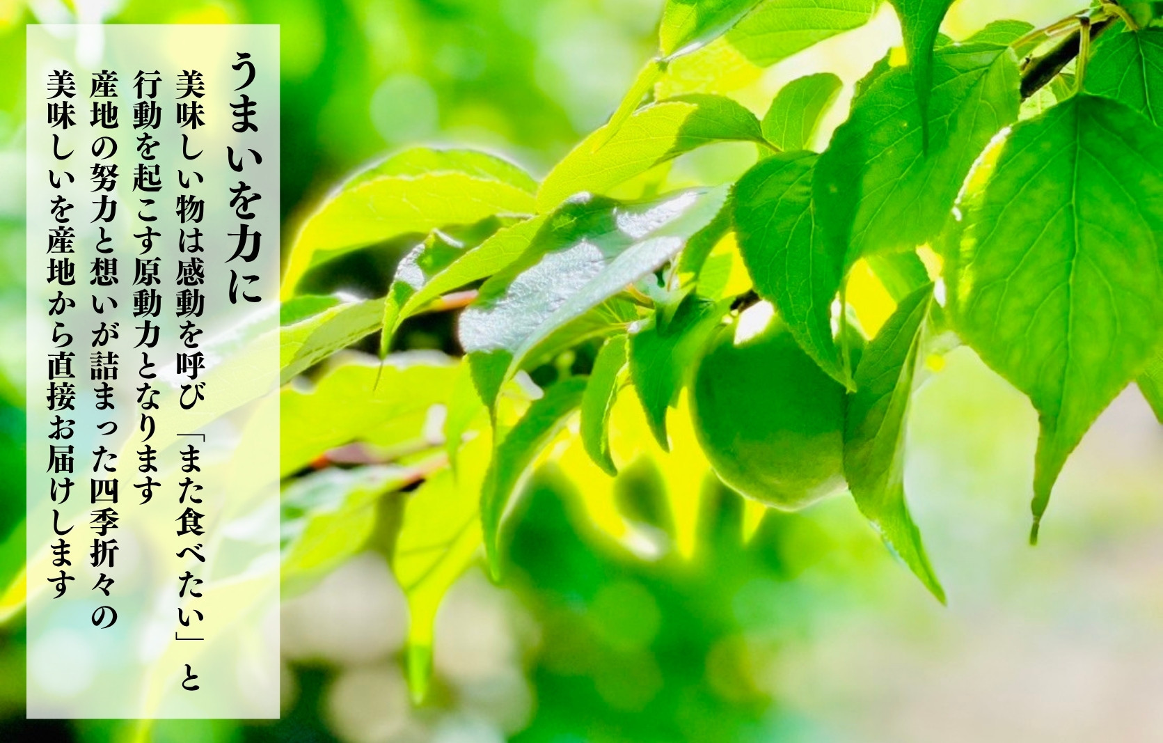 和歌山のうめドリンク 500ml × 3本  和歌山産 紀州の梅使用 無添加 ストレート 【みかんの会】