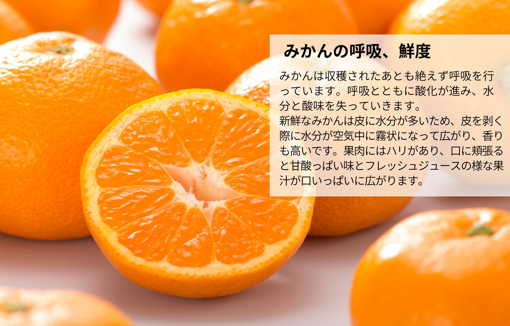 みかん うま採り 箱込約 5kg（内容量4.4kg） 光センサー選別 みかんの会厳選 サイズミックス 和歌山県産 産地直送 【みかんの会】［2025年11月中旬より2026年1月中旬頃順次出荷予定］