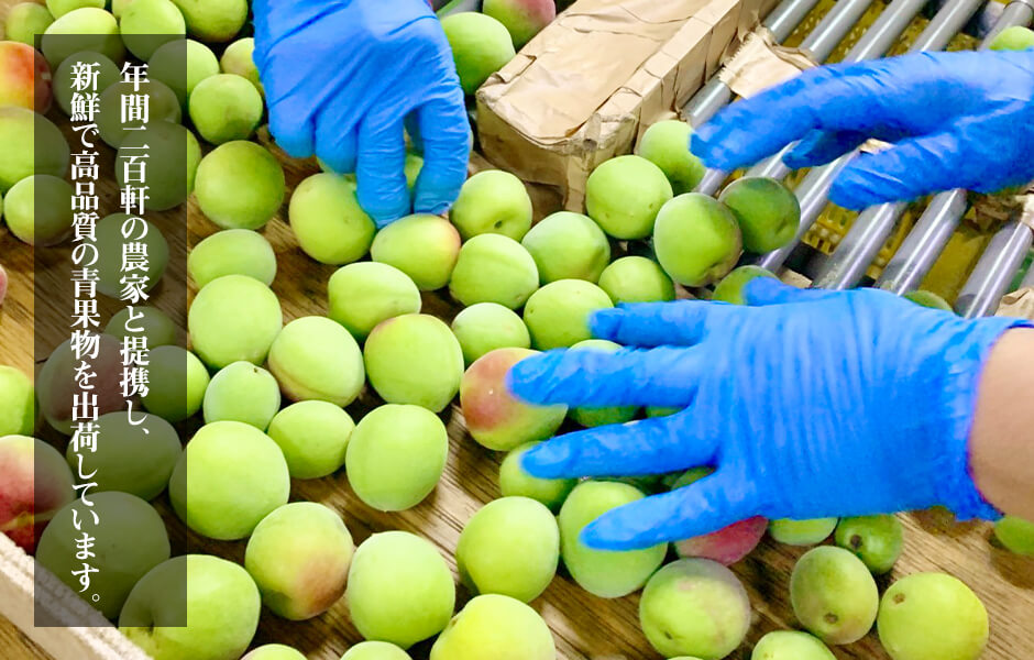 ［2026年6月上旬出荷］青梅 南高梅 5kg 秀品 3Lまたは2Lサイズ 和歌山県産 A品 梅酒作り用 梅ジュース作り用