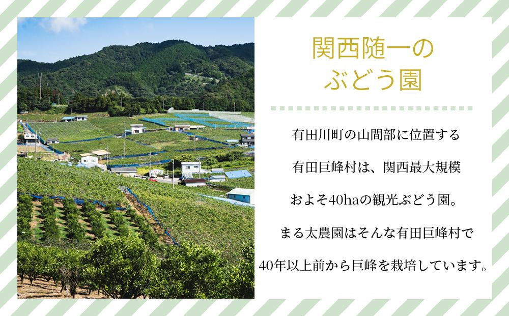 ［先行予約］種なし巨峰　約２kg［2026年8月上旬以降順次発送］