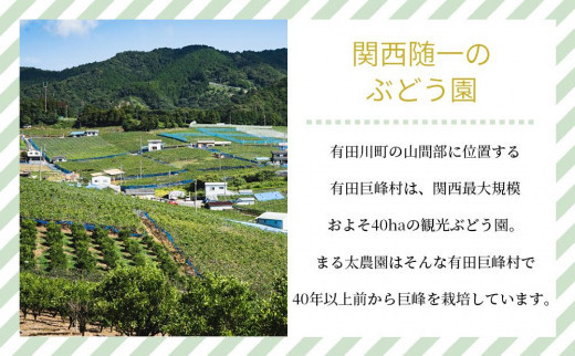 ［先行予約］朝採りシャインマスカット 約2kg ［2026年8月中旬以降順次発送］