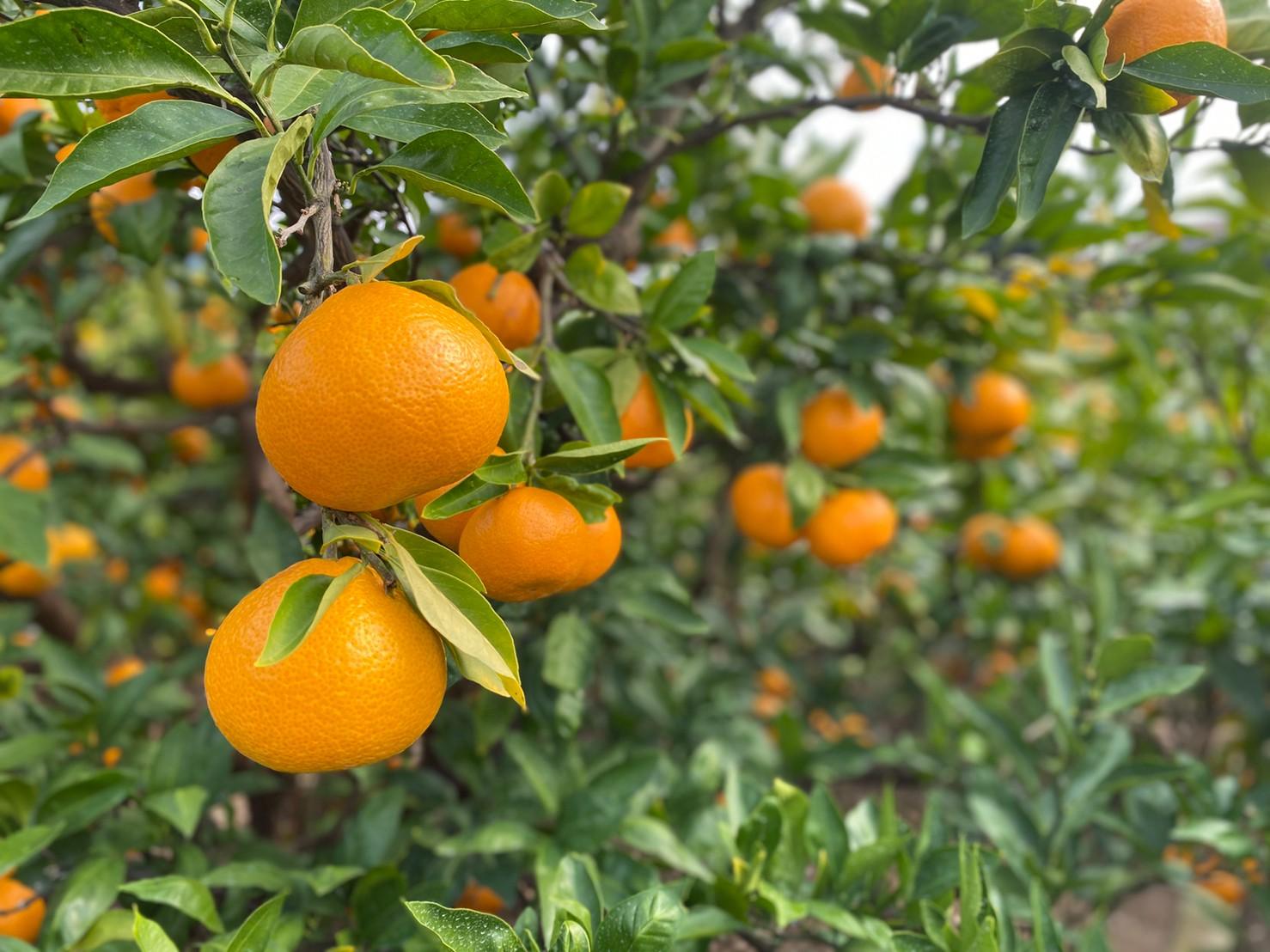 ［年内発送］和歌山県産 有田みかん 大粒サイズ 2.5kg