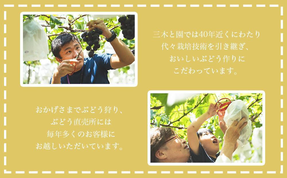 【先行予約】有田巨峰村三木と園の露地栽培あま～い種あり巨峰3kg