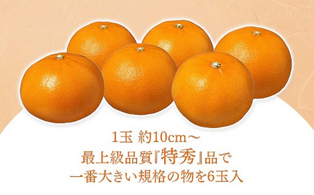 化粧箱 柑橘の大トロ ハウス せとか 厳選 大玉 6玉入