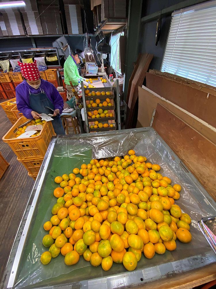 和歌山県有田産 マルチ栽培1級品みかん10kg 【公式通販】