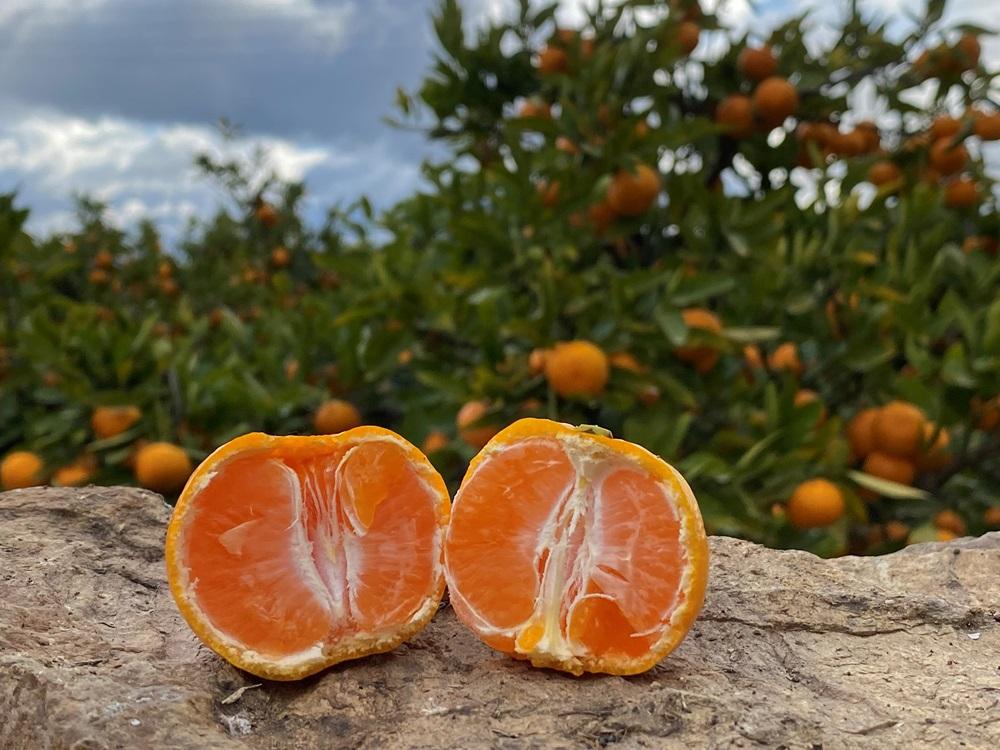 年内発送 完熟早生 有田みかん 小玉ちゃん 等級混合 2.2 kg 和歌山 南泰園 みかん