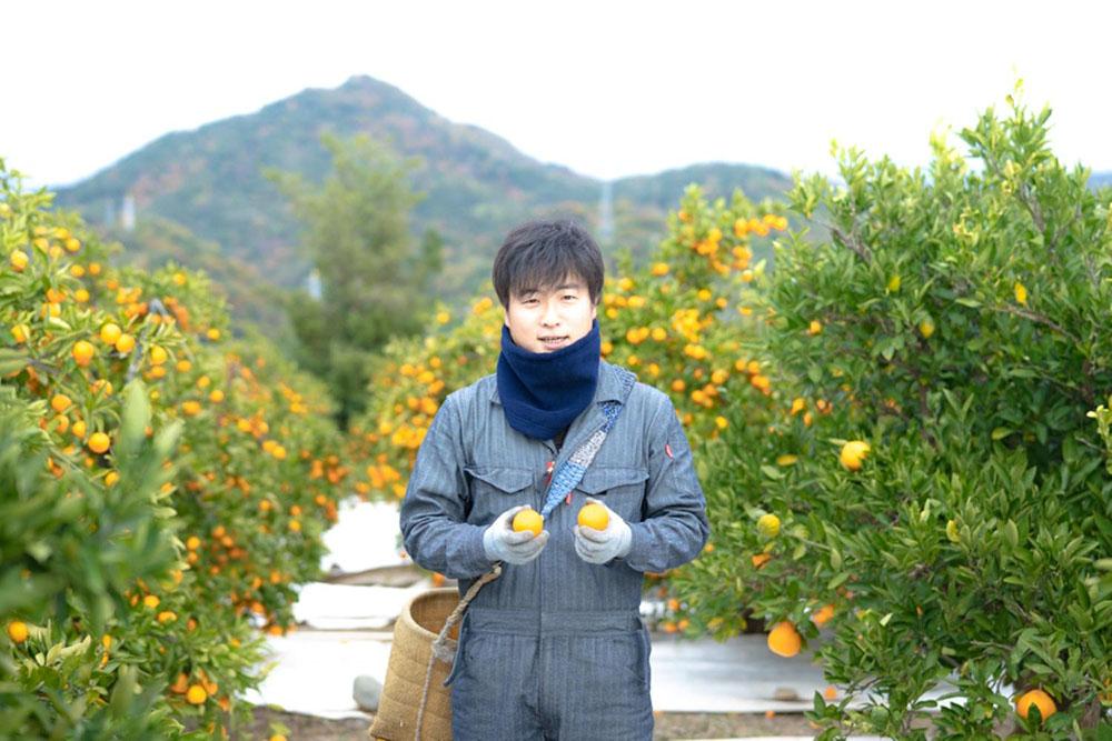 ちょっと 傷あり 木成完熟 紅はっさく 2L ～ M ( 4玉 ～ 6玉 ) 手さげ箱 【2026年4月上旬～発送】