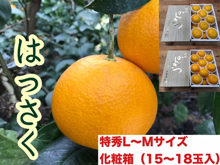 頒布会 有田かんきつ 定期便 7ヶ月間 南泰園 みかん