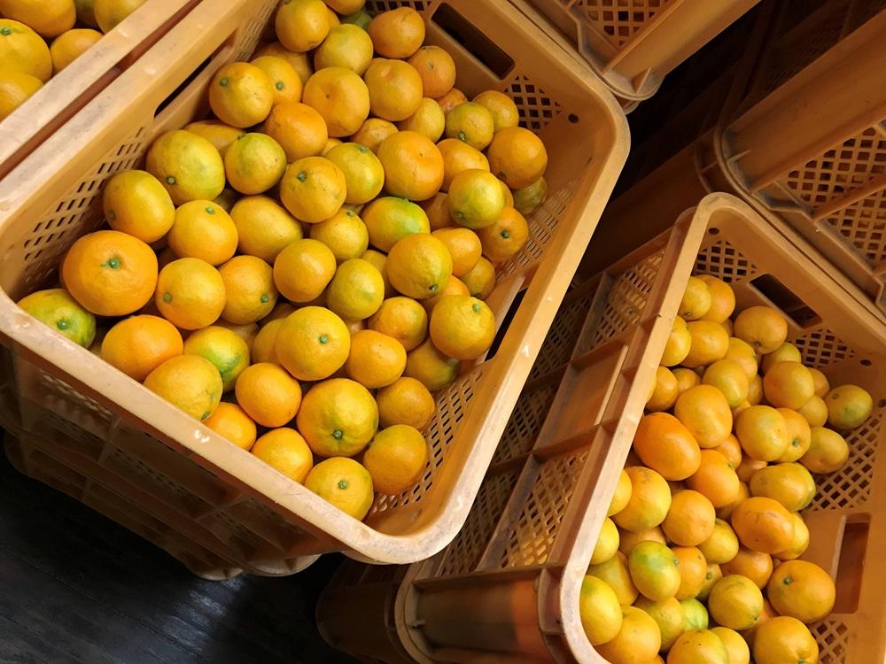 定期便 手さげ箱 セット 極早生 有田みかん ＆ はっさく 全2回 南泰園 みかん