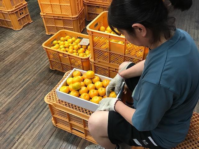 定期便 先行受付 2024年 10月発送スタート 全3回 有田みかん 食べくらべ 3種 化粧小箱 各約 2kg 南泰園