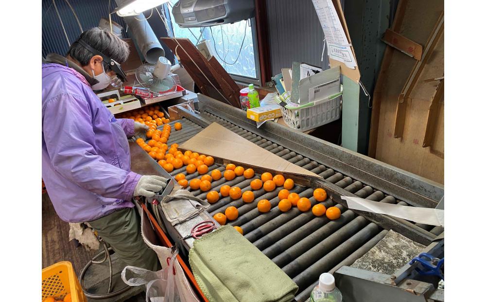 定期便 先行受付 2025年 10月発送スタート 全3回 有田みかん 食べくらべ 3種 化粧小箱 各約 2kg 南泰園