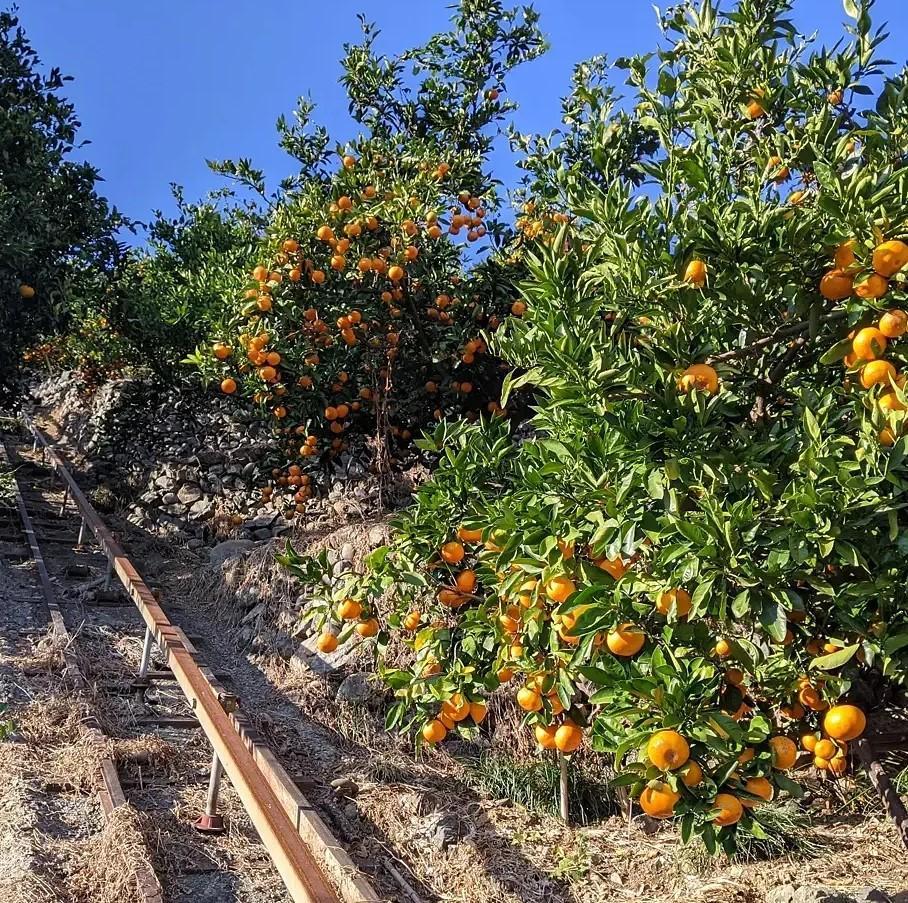 農家直送！きよみオレンジ 小玉3kg　［平武農園］～蛍飛ぶ町から旬の便り～［2025年3月中旬～4月下旬頃発送予定］