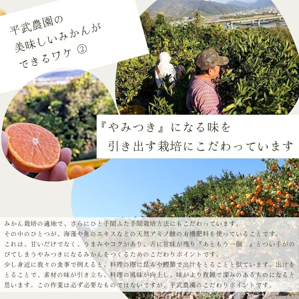 農家直送！なつみオレンジ 10kg 訳あり≪サイズ混合≫【平武農園】～蛍飛ぶ町から旬の便り～