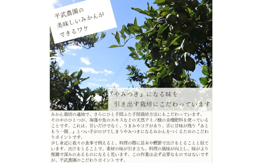 農家直送！きよみオレンジ 5kg 無選別≪秀品・訳あり品・サイズ混合≫［平武農園］～蛍飛ぶ町から旬の便り～［2026年3月下旬から順次発送予定］