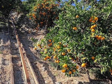 農家直送！きよみオレンジ家庭用3kg［平武農園］～蛍飛ぶ町から旬の便り～［2025年3月中旬～4月下旬頃発送予定］