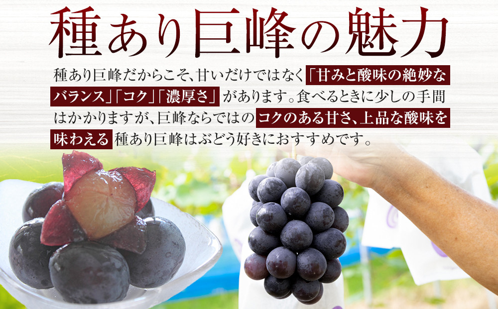 ［先行予約］[産直]有田巨峰村の朝採り巨峰　約2kg★2026年8月中旬頃より順次発送