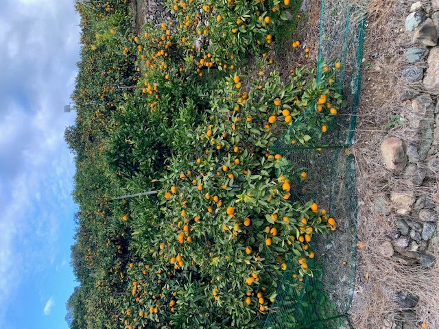 【数量限定】有田みかん青秀　約10kg（Lもしくは2Lサイズ）※サイズ指定不可