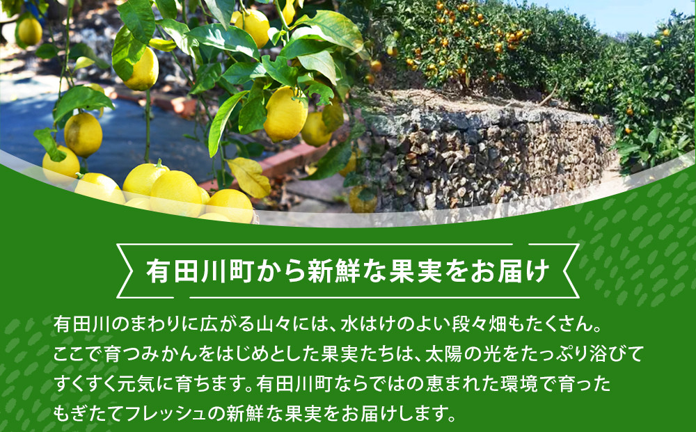 【有田川町】レモン 和歌山県産 訳あり 国産レモン1.5kg