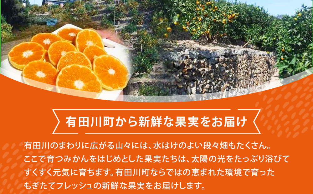 不知火(しらぬい) オレンジ みかん 訳あり 10kg