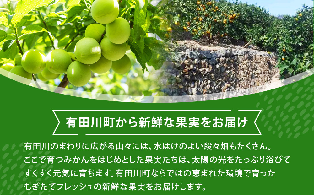 青梅 4kg 紀州南高梅 シロップ・梅酒・梅干し用等 和歌山県有田産 訳あり　2026年5月下旬～7月上旬発送予定