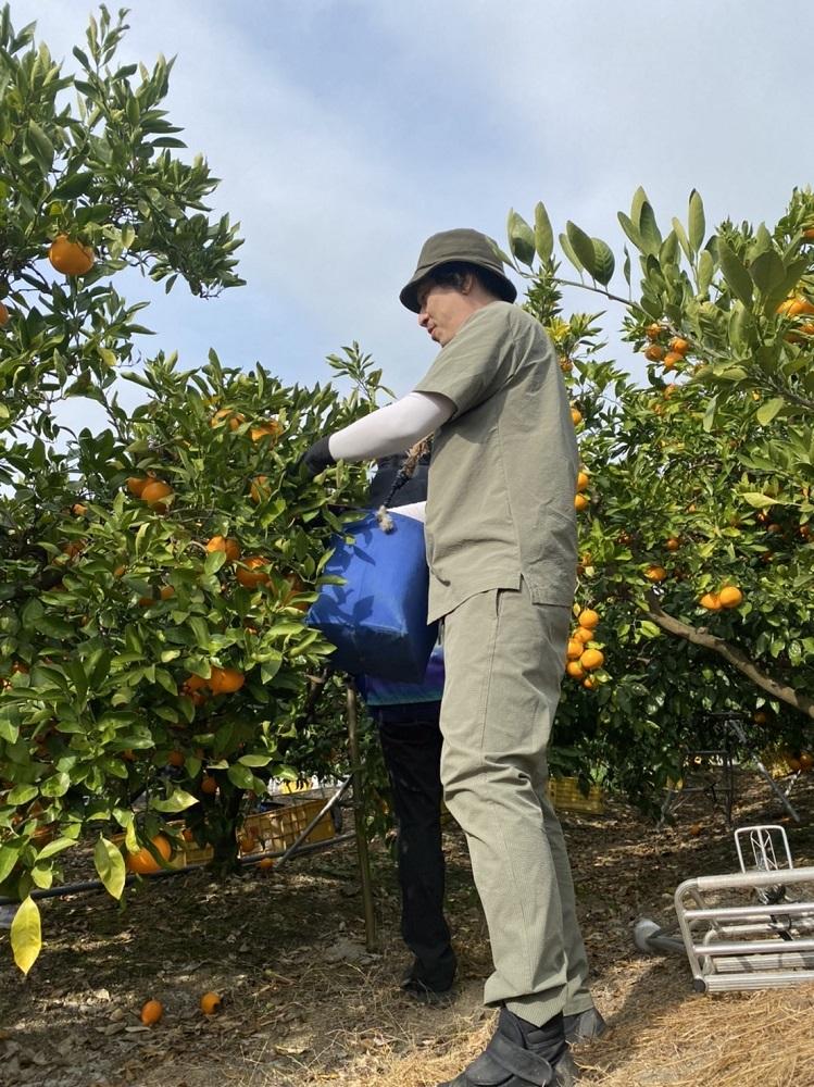 ［秀品・サイズＭ］和歌山有田産！早生みかん≪10kg≫［予約販売］［数量限定］まる隆果樹園