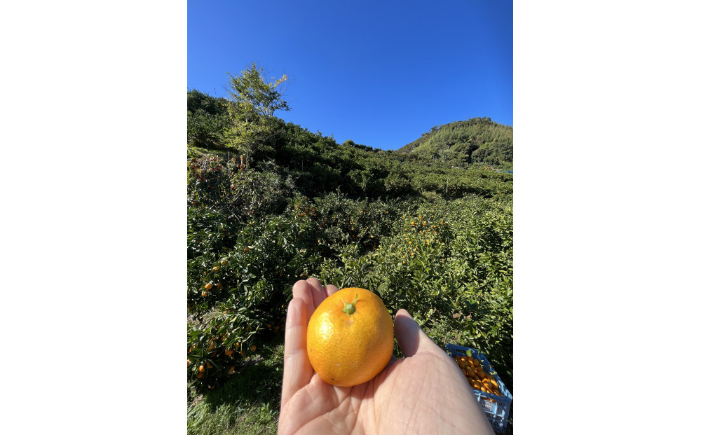 有田みかん LL10kg 贈答用 乳酸菌栽培